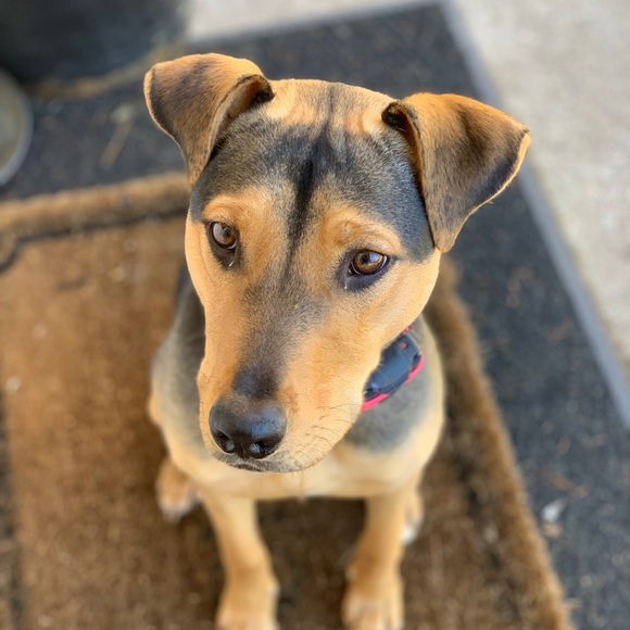 Meet your Posher, Karissa - Picture 1 of 1